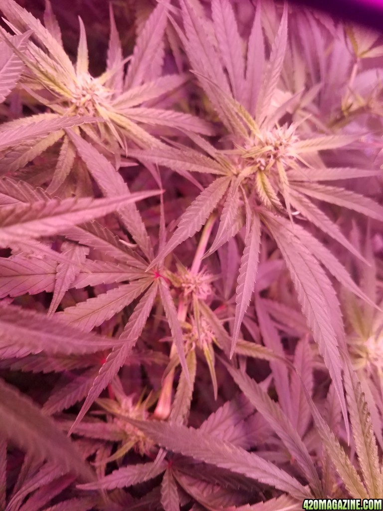 bud shot 5 weeks in flower