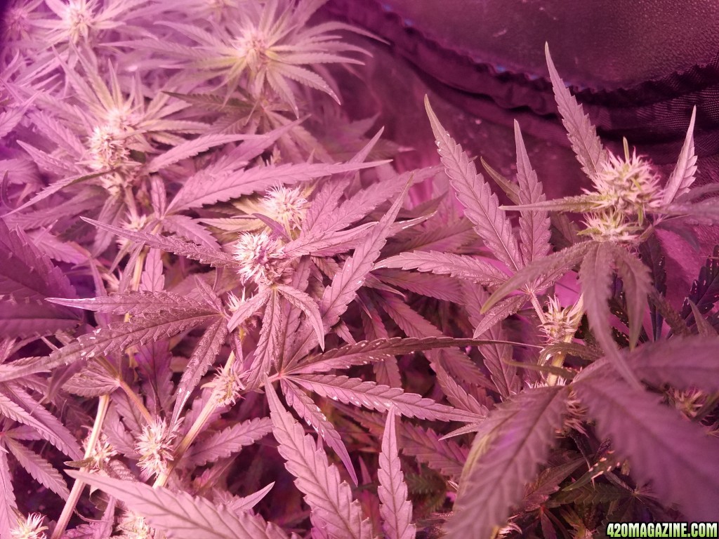 bud shot 5 weeks in flower