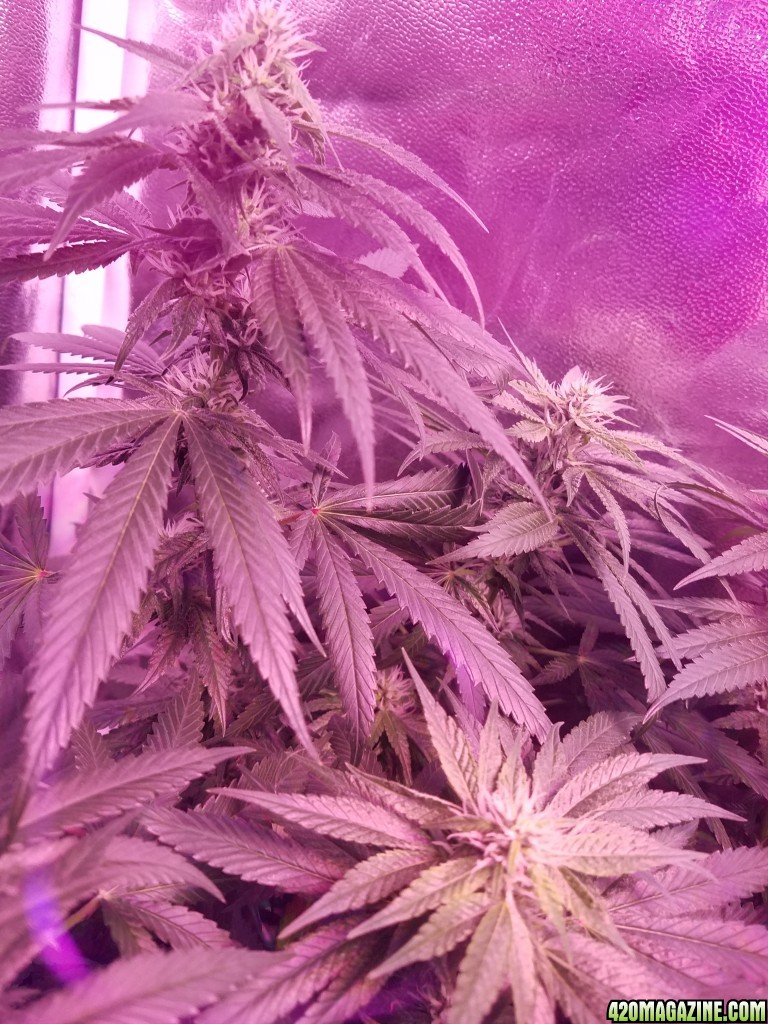 bud shot 5 weeks in flower