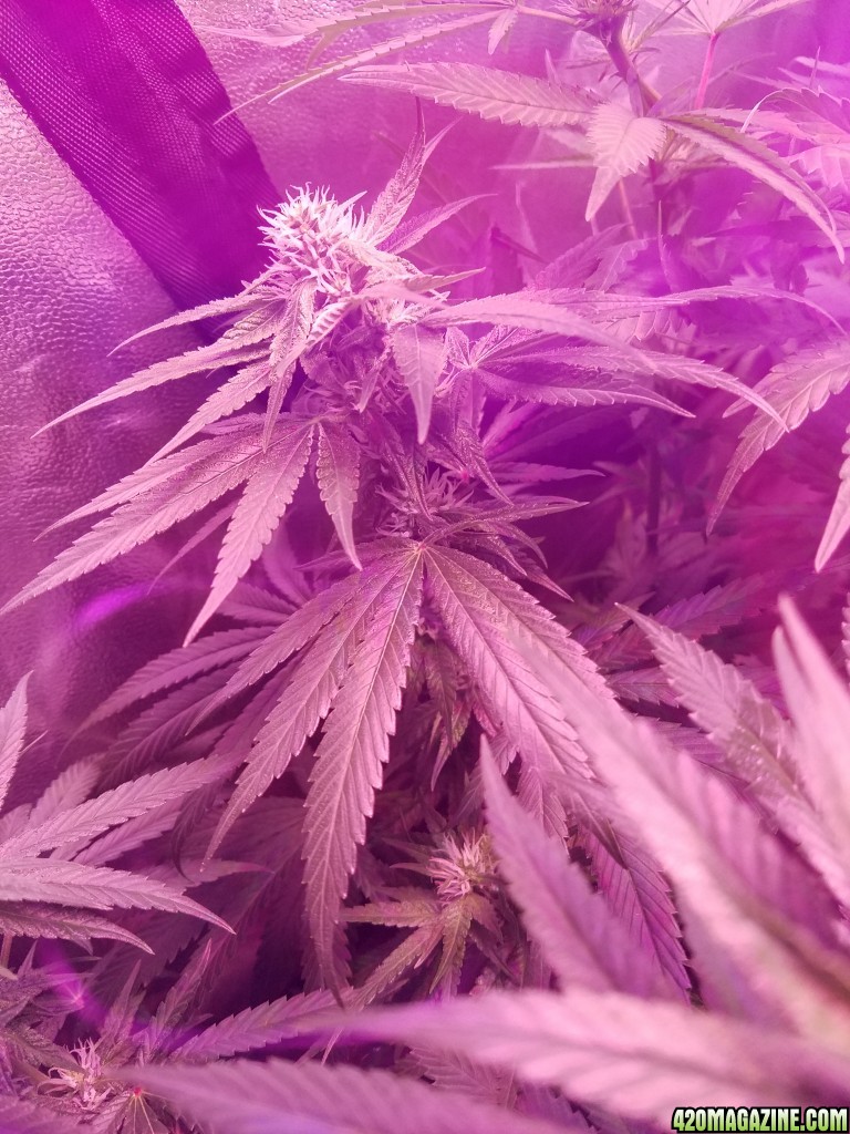 bud shot 5 weeks in flower