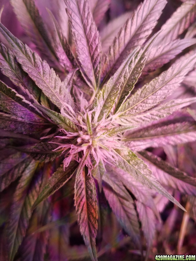 bud shot 5 weeks in flower