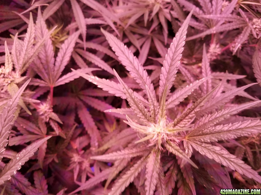 bud shot 5 weeks in flower