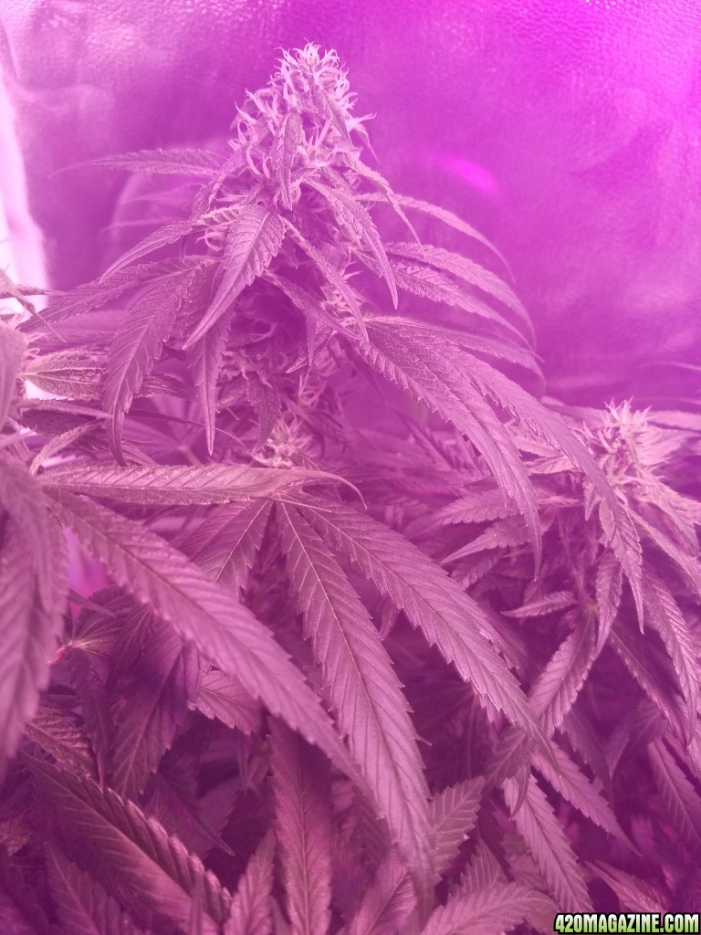 bud shot 6 weeks in flower