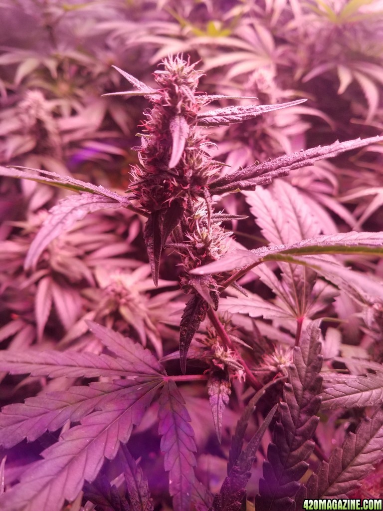 bud shot 6 weeks in flower