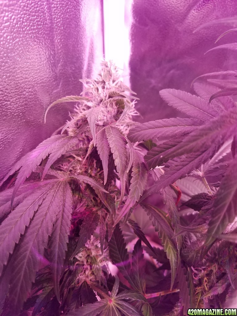 bud shot 8 weeks in flower