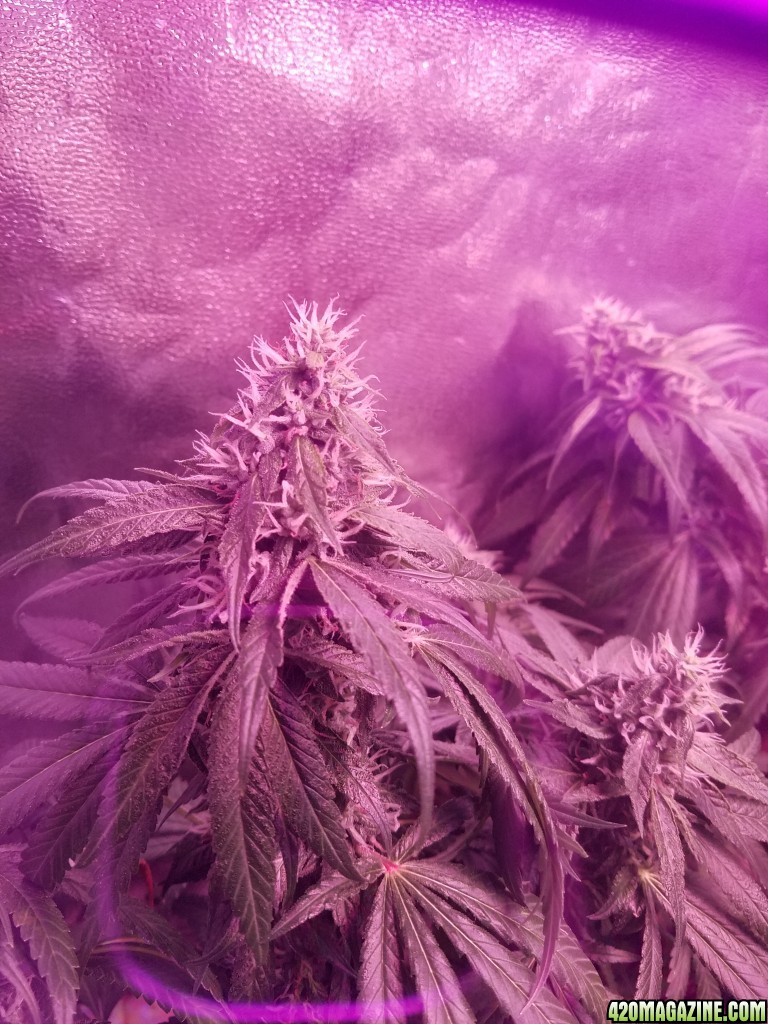 bud shot 8 weeks in flower