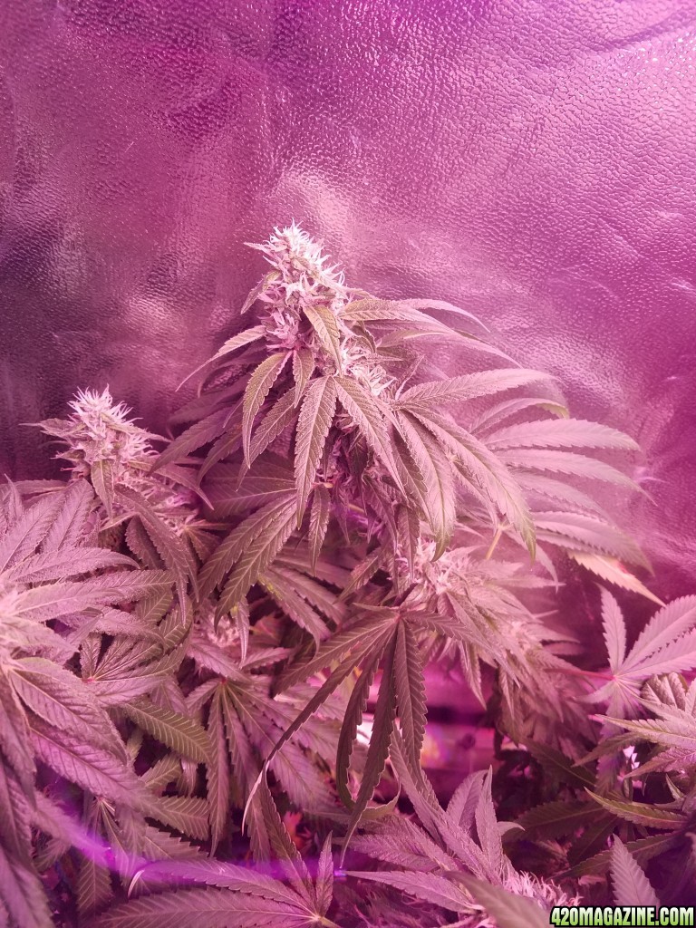 bud shot 8 weeks in flower