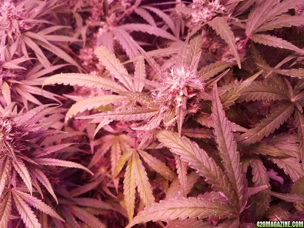 bud shot 8 weeks in flower