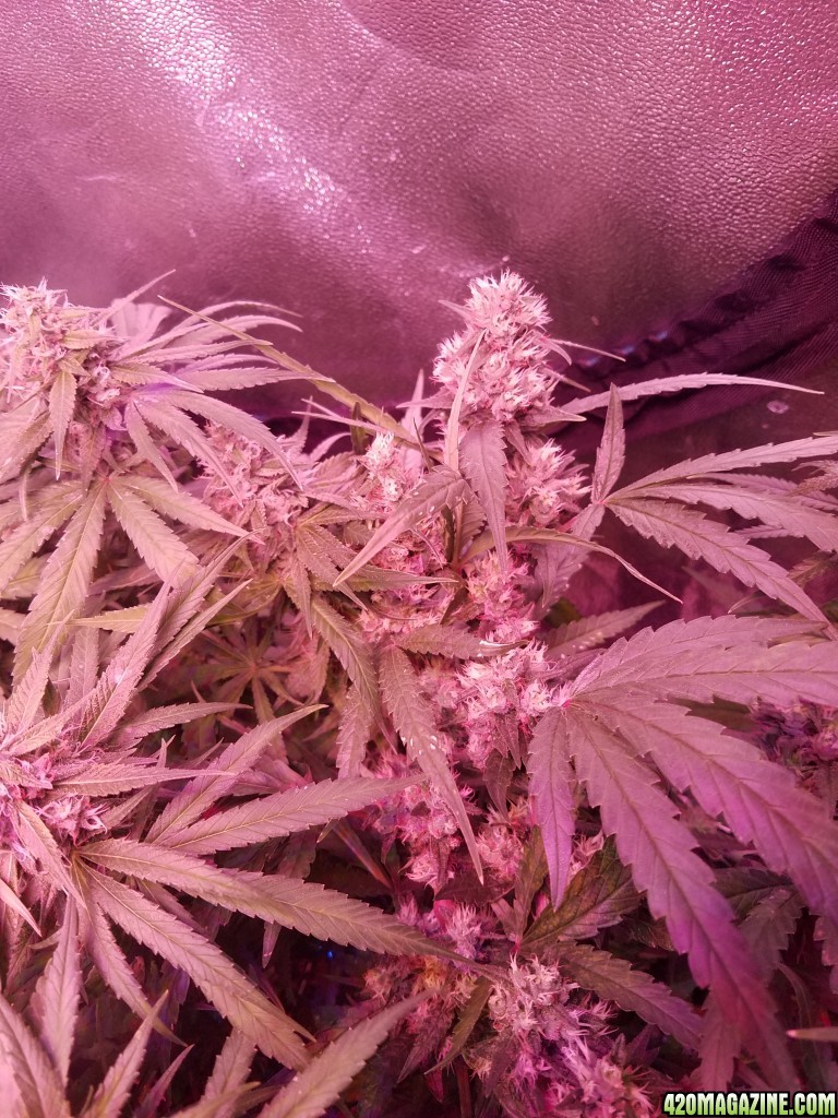 bud shot 8 weeks in flower