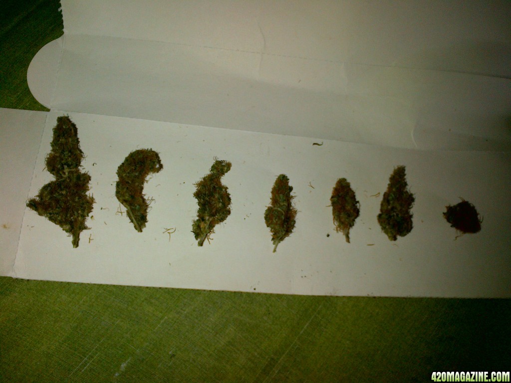 bud size's