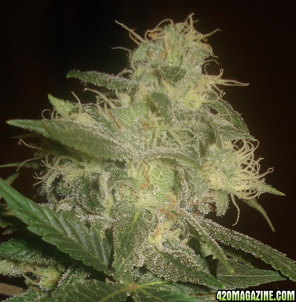 Bud Sparkle