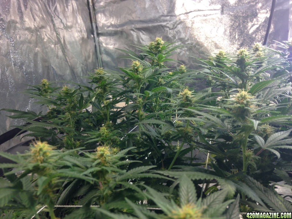 Bud tent day 24