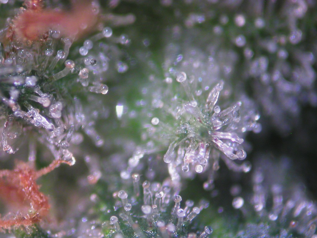 Bud Washing Before and After photos of Trichomes