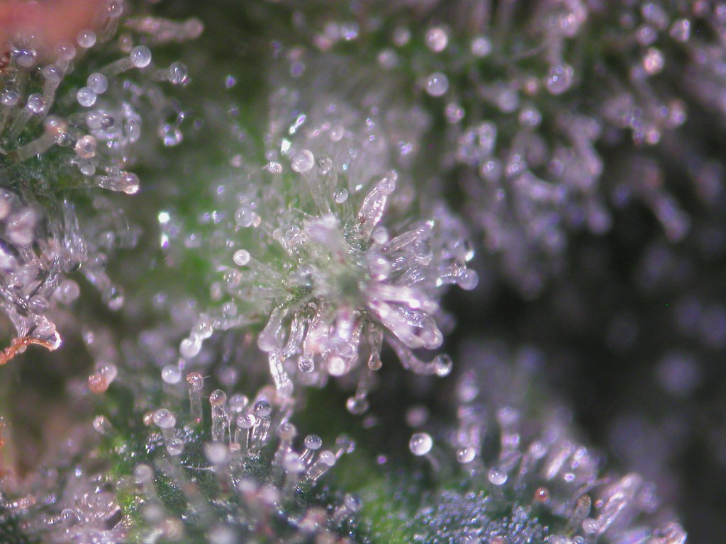 Bud Washing Before and After photos of Trichomes