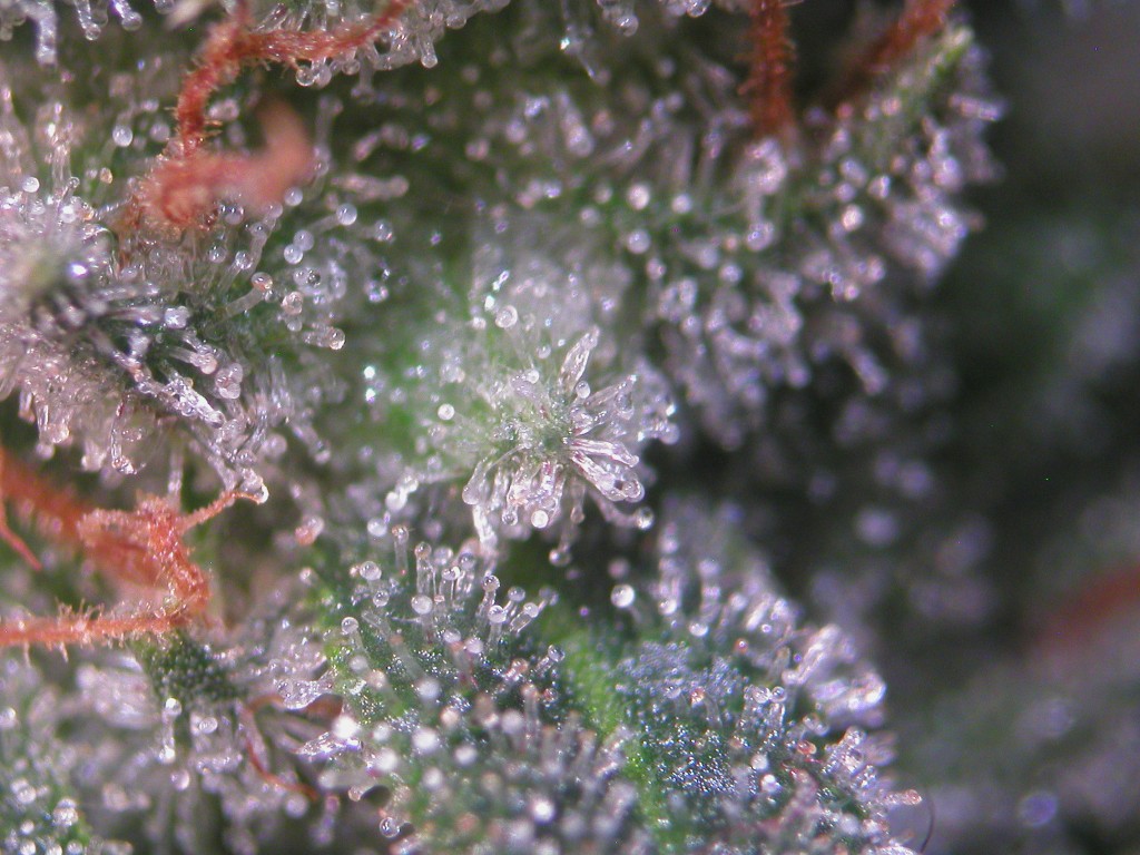 Bud Washing Before and After photos of Trichomes