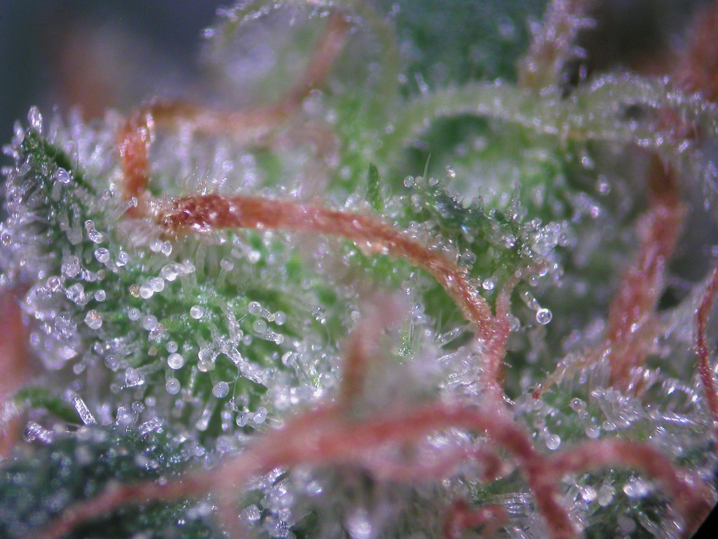 Bud Washing Before and After photos of Trichomes