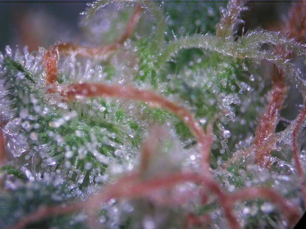 Bud Washing Before and After photos of Trichomes