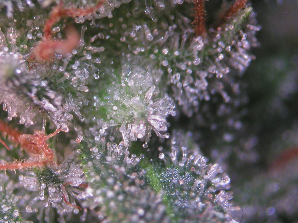 Bud Washing Before and After photos of Trichomes