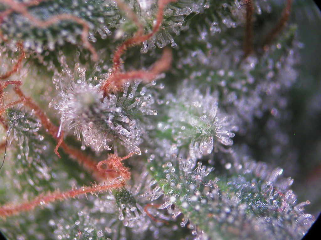 Bud Washing Before and After photos of Trichomes