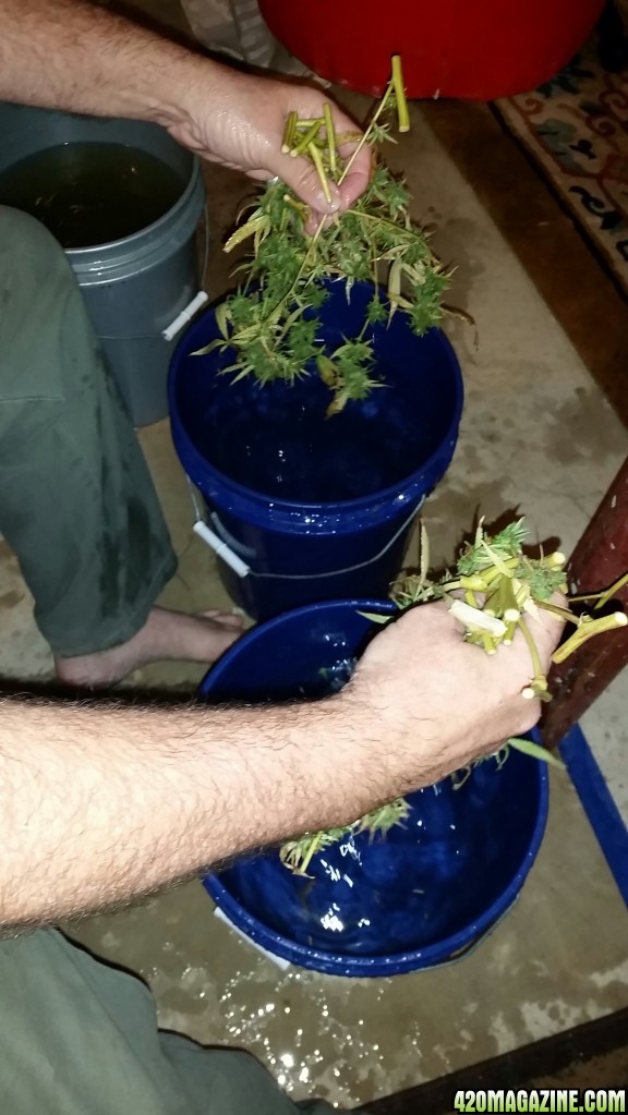 Bud washing