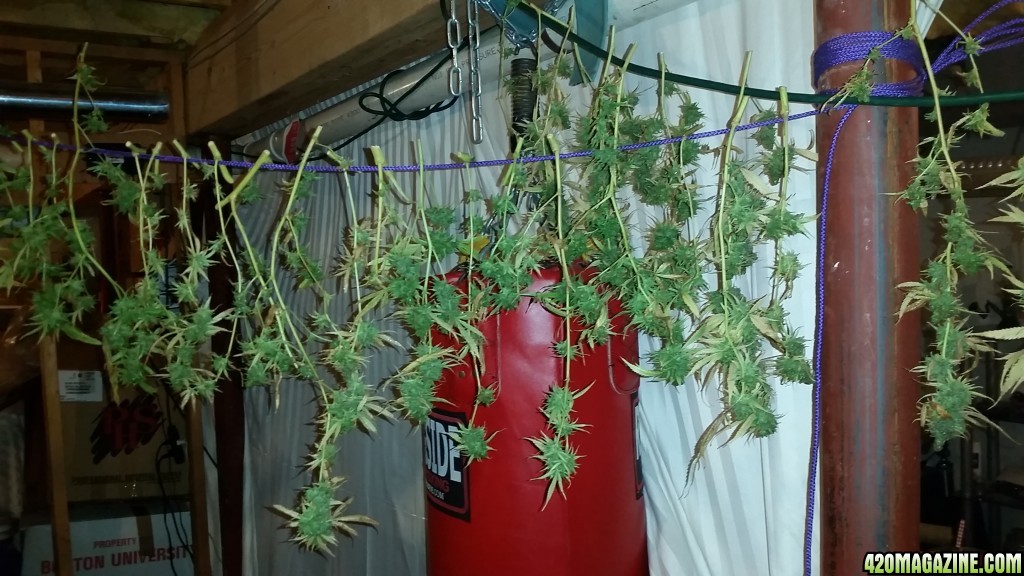 Bud washing