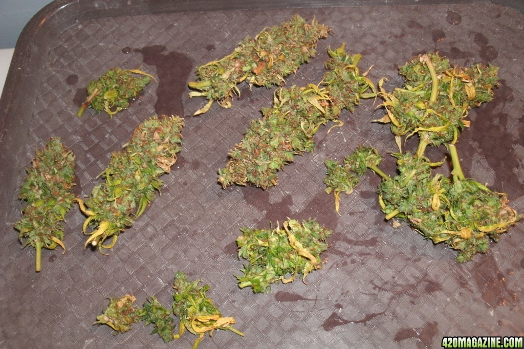 Bud Washing