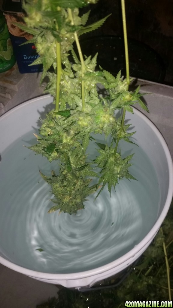 Bud washing