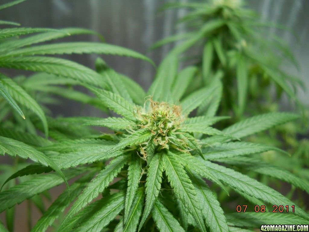 Bud with red hairs