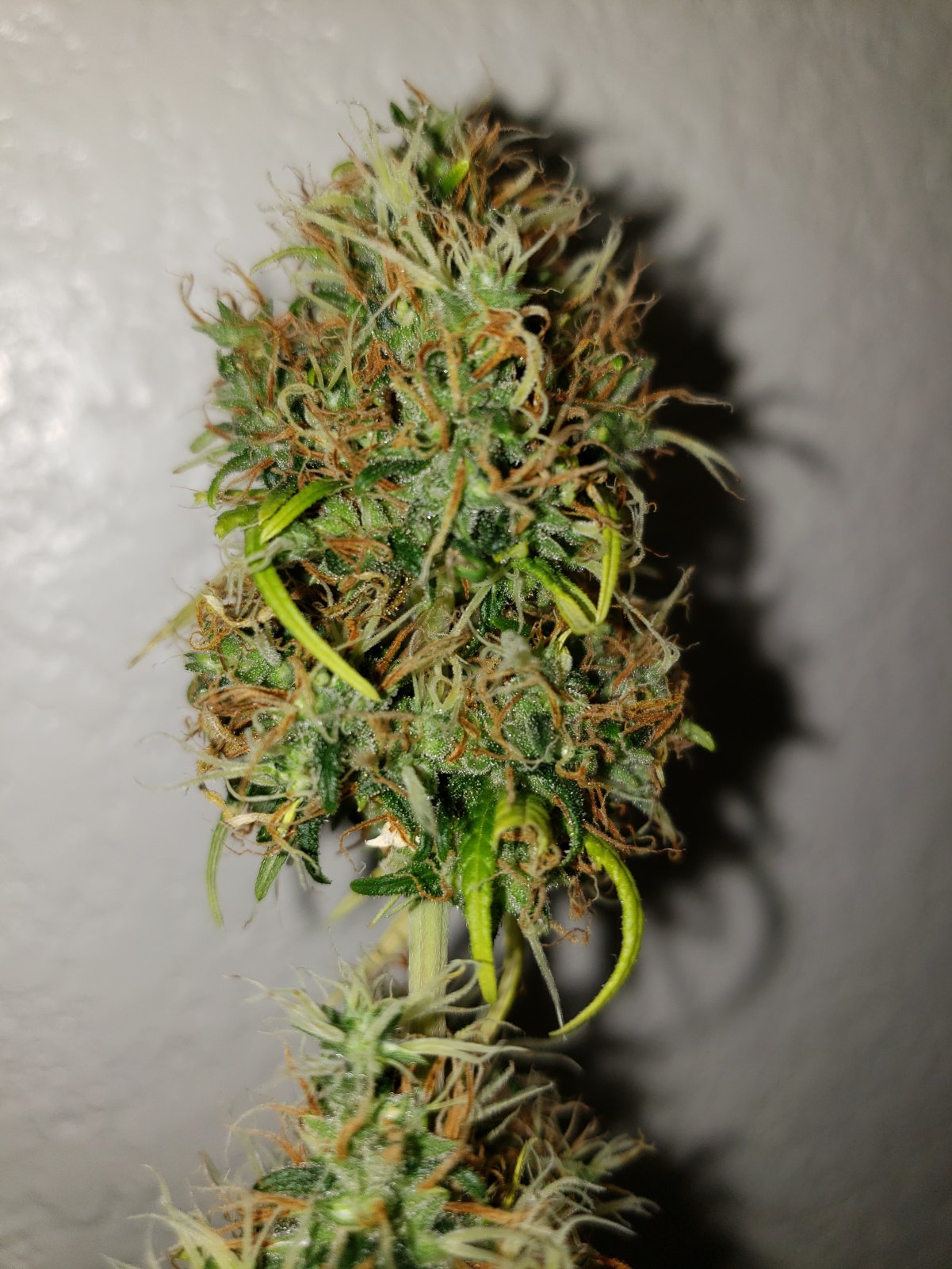 Bud1.jpg