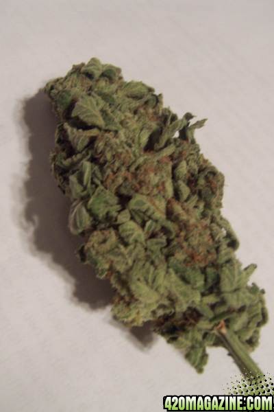 Bud1