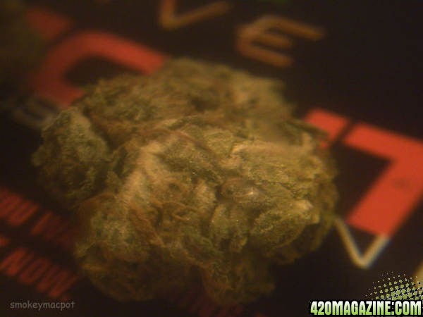 bud2