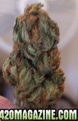 bud70