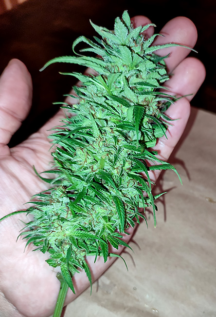 bud_in_hand1.jpg