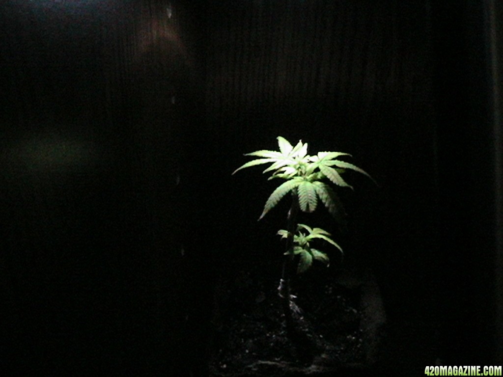 budda cheese clone