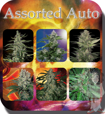 buddha-assorted-auto-feminised-seeds_500