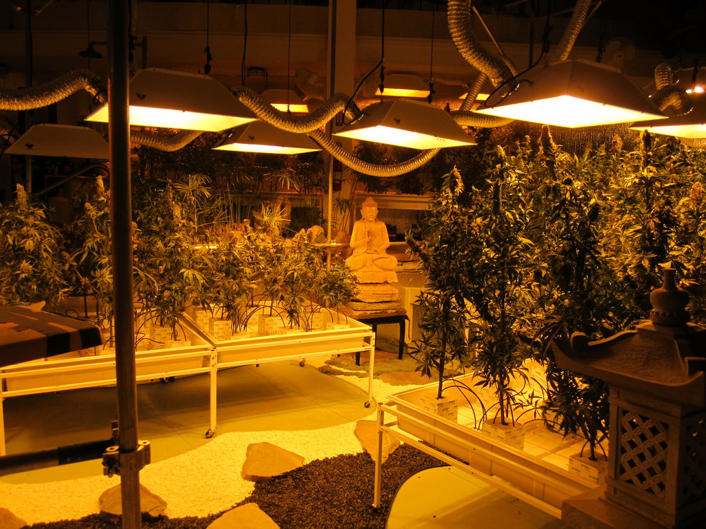 Buddha Cannabis Marijuana Garden Dispensary