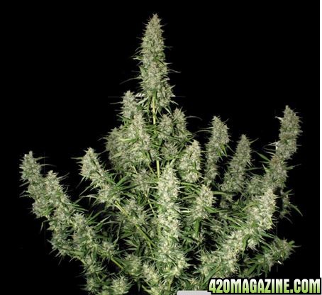 Buddha Magnum Breeders Pic