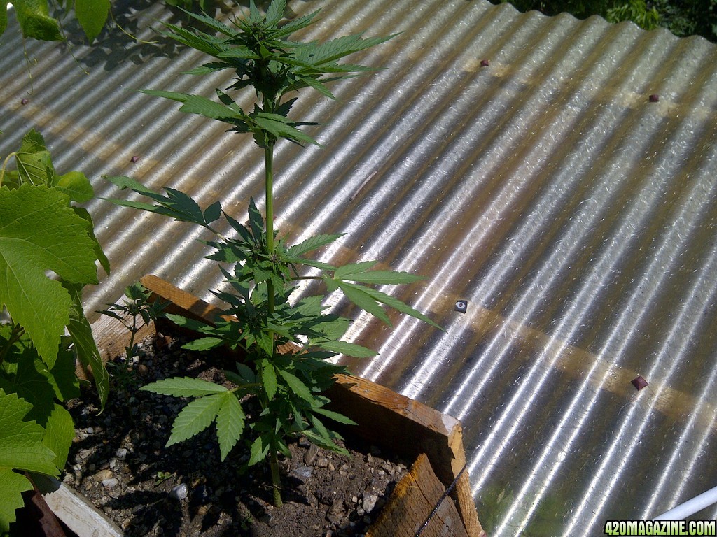 buddha purple kush auto