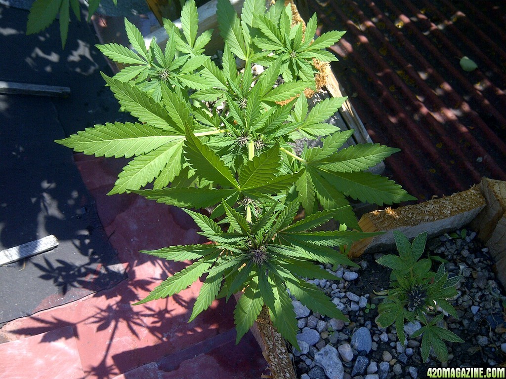 buddha purple kush auto