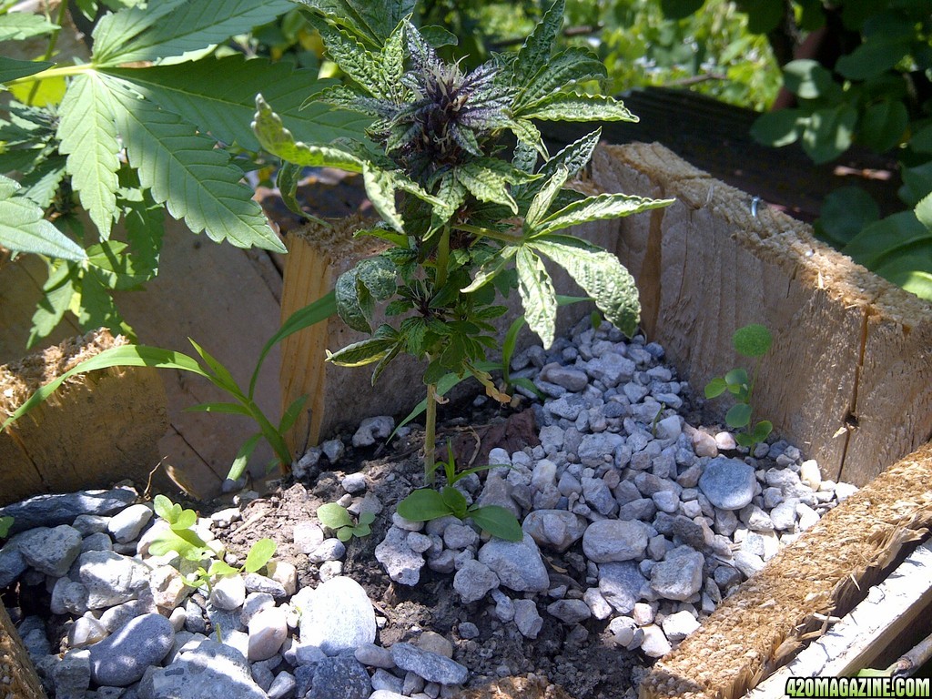 buddha purple kush auto