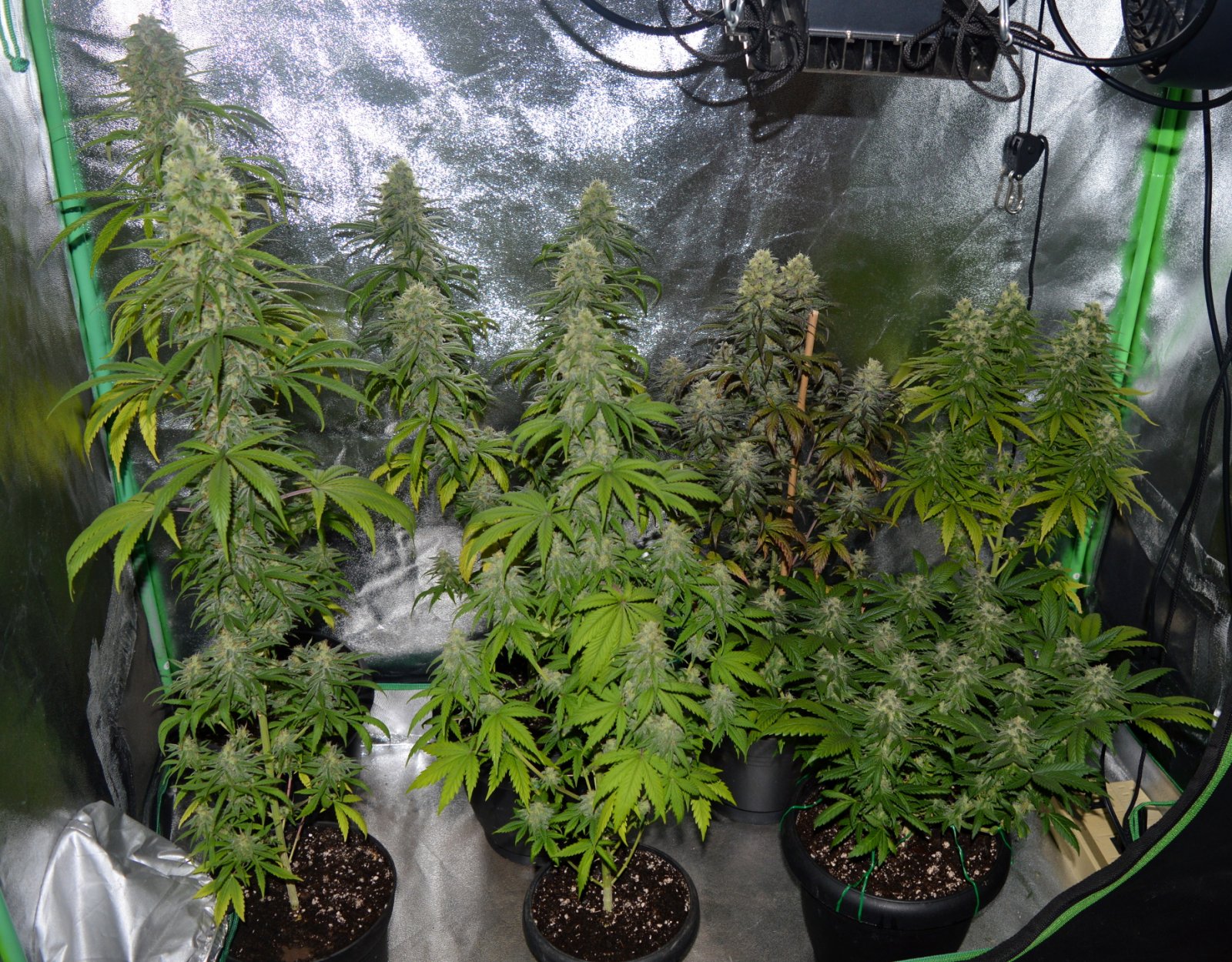 Buddhakin6weeksflush 017.JPG