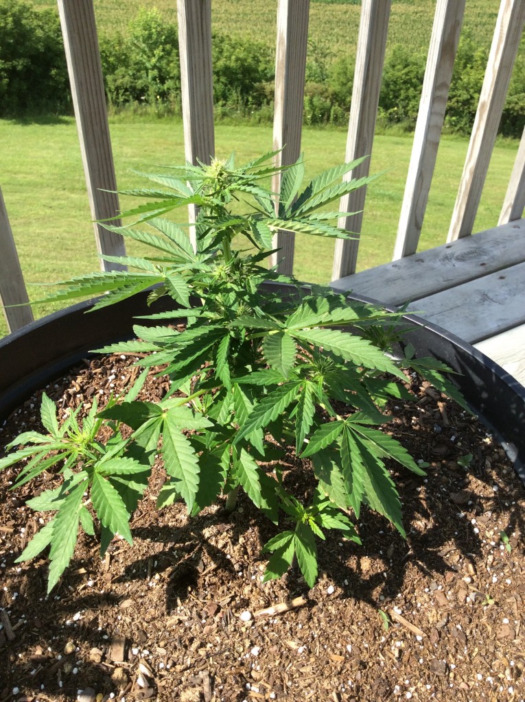 Budding autofem