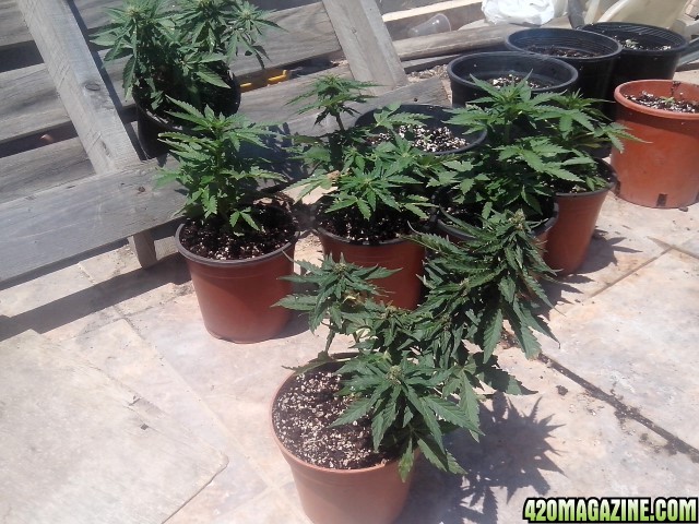 budhha cheese autos