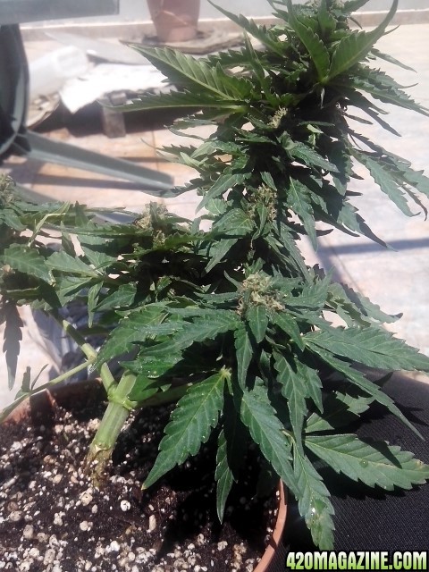 budhha cheese autos