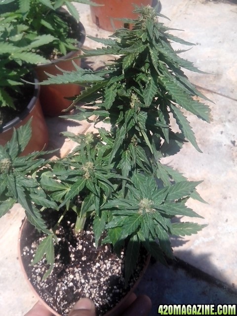 budhha cheese autos