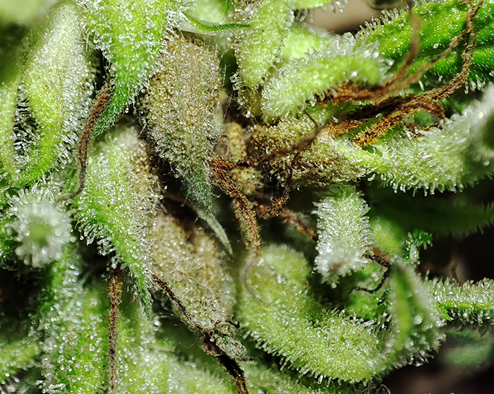 budrot_closeup1.jpg