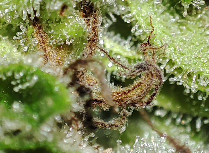 budrot_closeup2.jpg