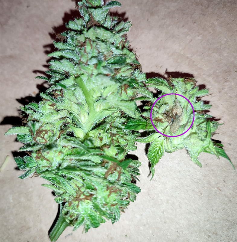 budrot_closeup3.jpg