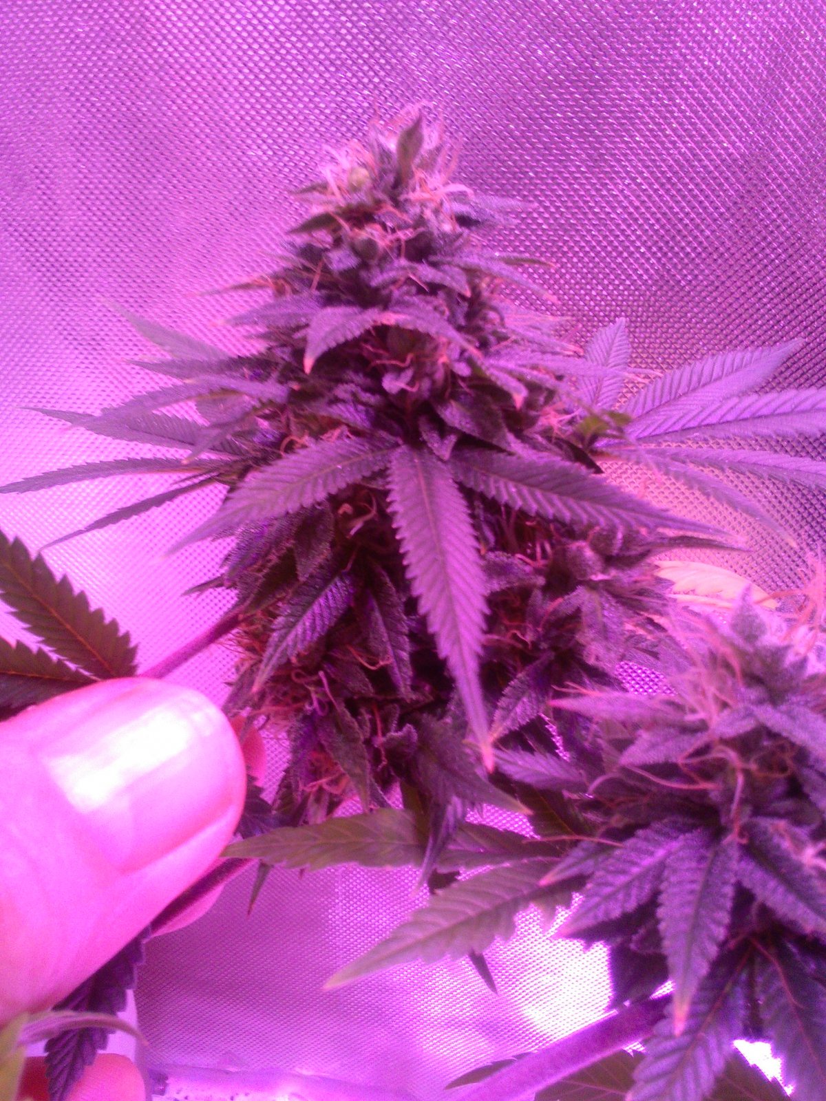 Buds ...4 weeks.JPG