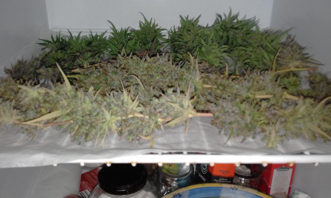 Buds after wash before trim.jpg